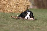 GRAND BOUVIER SUISSE 067